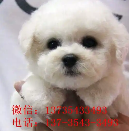 重庆犬舍狗场出售吉娃娃犬狗市场卖狗在哪有买狗