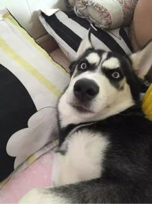  柴犬vs哈士奇,论养了只表情包是什么感觉