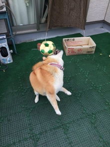 史上最笨最固执的柴犬又懒又笨圈粉7.92万