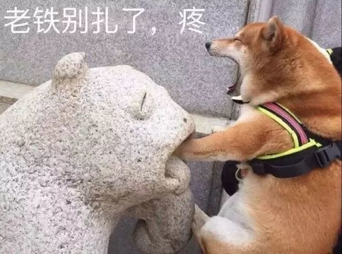  活见久男子用自家母鸡做诱饵偷公鸡