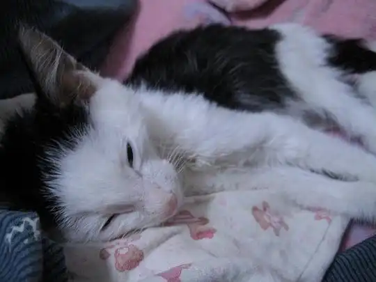  喵小五运气旺旺的相册小坏蛋最后的猫生
