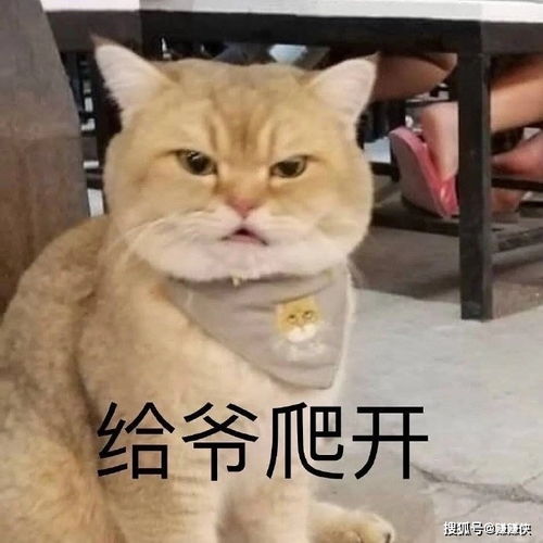  搞笑表情包图片真快乐,爽到了