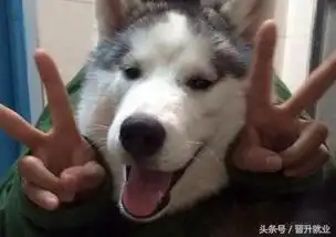  三则笑话,三个思维,创新就这么简单