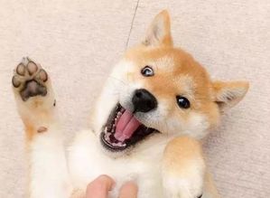  柴犬挑选狗窝的要注意什么