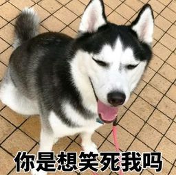  朋友们,你们觉得二哈好不好养呢养过的可能都知道