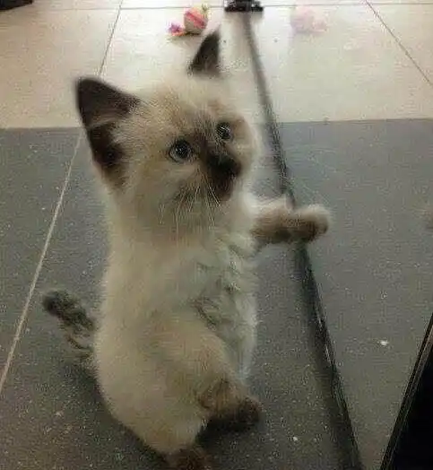  主人告诉猫咪小鱼干没有了,猫咪听后性情大变,好凶