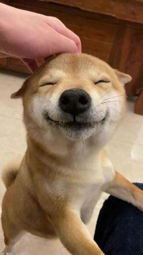  家人们,谁给我科普一下谁是张万森柴犬张万森表情包