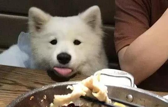  萨摩耶出门遛弯乱寻食,一定要学会三点拒食方法,以免爱犬吃坏肚子