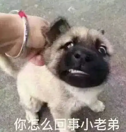 真怂表情包小香猪