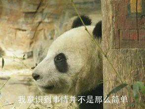  暑假亲密接触大熊猫,活捉卖萌表情包