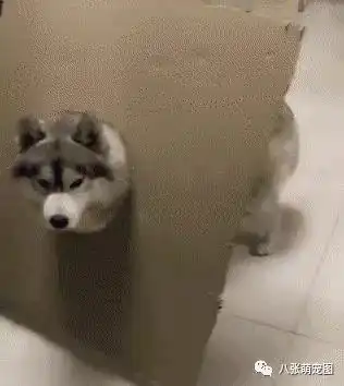 舔爷表情包阻止