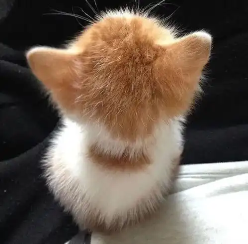  这应该是猫身上最萌的部位了吧