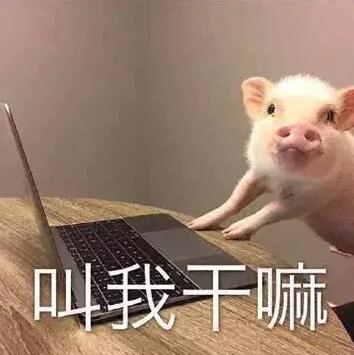 猪和猪亲吻表情包嘻嘻