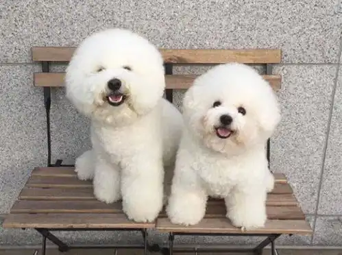  这几种狗,公认的不伤人,你养对了吗