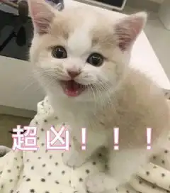  甜甜的猫咪表情包要亲亲