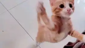  小橘猫的孩子长大了太皮了,被妈妈教育