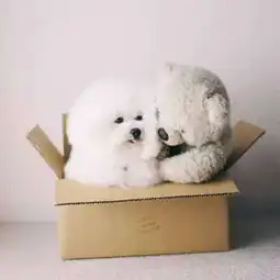  趣整天跟毛绒玩具混在一起的棉花糖小比熊,最后...