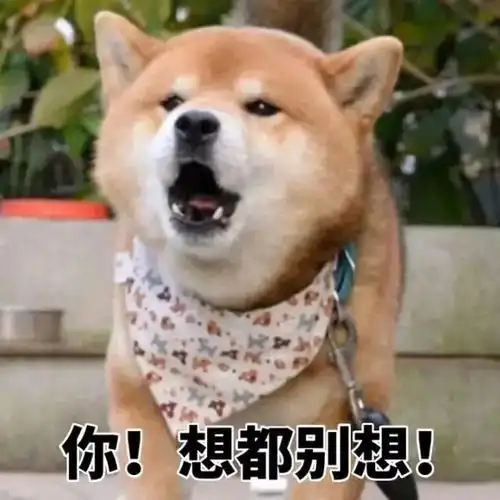 柴犬带字表情包甲骨文