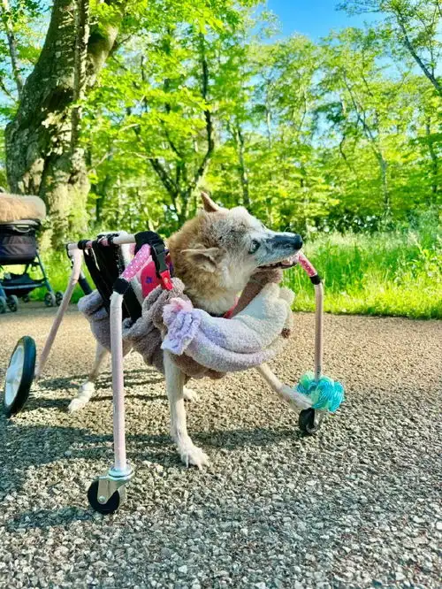  外媒doge表情包原型柴犬去世