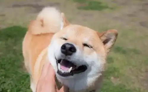 柴犬带字表情包笑容逐渐