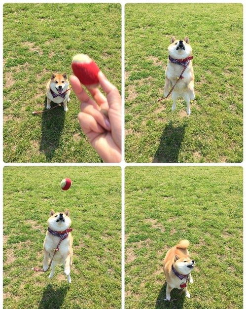 柴犬接住的表情包固执