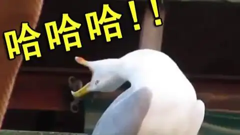  因为一张表情包引发了一场长达4分钟的鹅叫