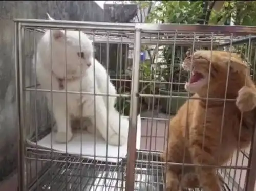 太皮了吧表情包橘猫