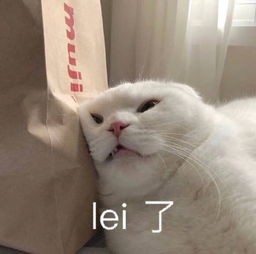  一组萌萌哒小猫咪表情包