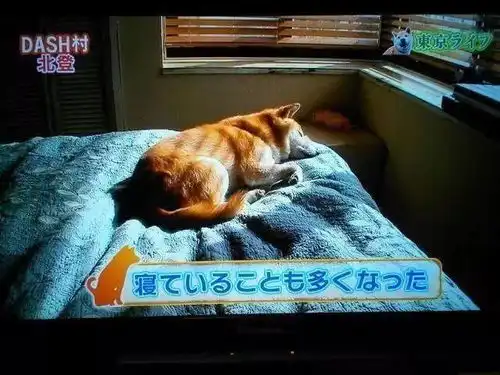  对不起,你的表情包被上帝带走了...