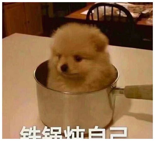自制微信表情包可爱狗子