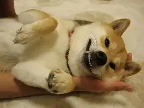  别了,柴犬清明不扫墓,哀悼表情包永远地离开了我们...