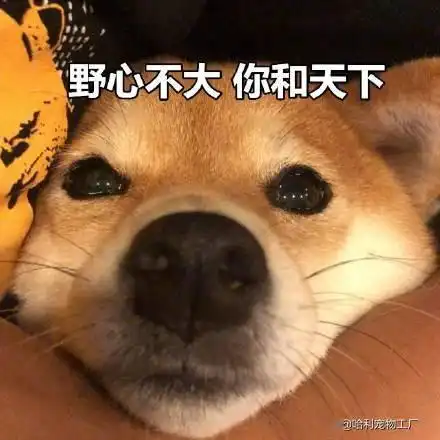  斗图专用柴犬表情包野心不大你和天下
