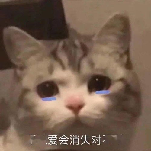 爱会消失吗表情包对不对