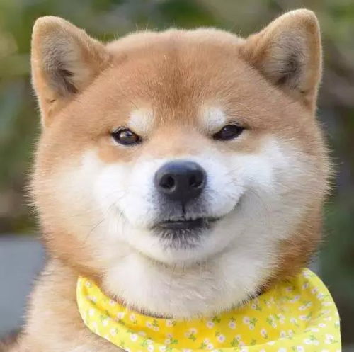 柴犬接住的表情包哈士奇