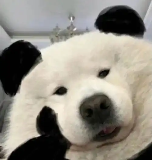  可爱杂图分享