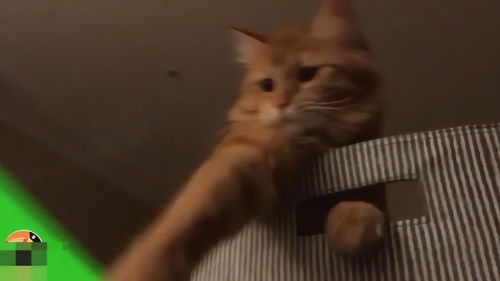  主人和猫咪玩游戏,猫咪伸出爪子抓主人手指,猫咪表情太可爱了