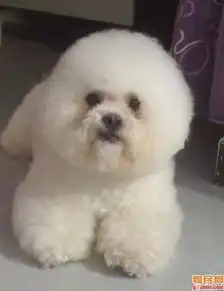  谁提供一张美容过的比熊照片,最好是3个月大左右的