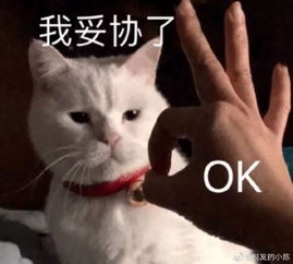  做饭翻车现场,这智商基本是告别厨房了