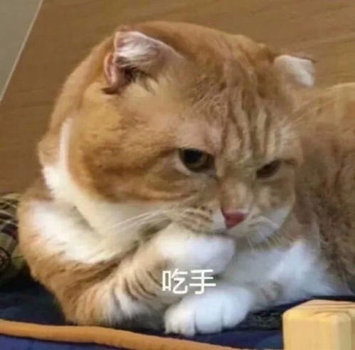  谁不爱猫猫表情呢