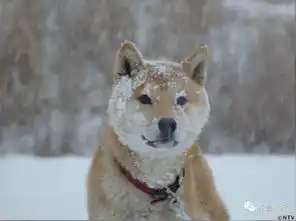  16岁表情包柴犬北登去世日本网民集体哀悼