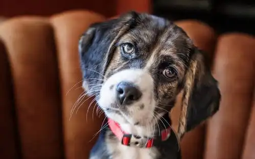  比格犬作为猎犬的代表,如何训练它们才好