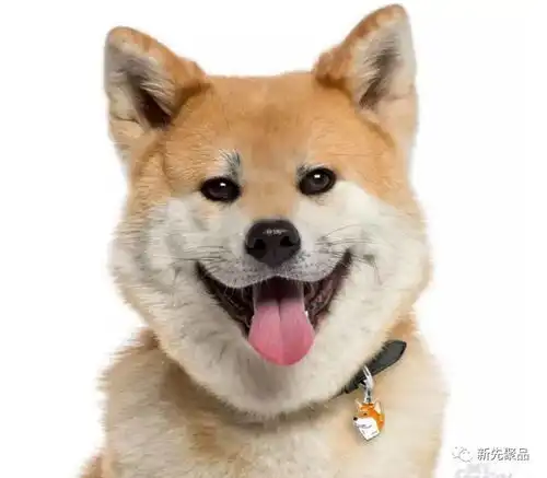  宠物也可以如此时尚可爱配饰让它萌出天际