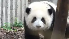  大熊猫手握巨型竹笋吃得那叫一个香看这满足的表情