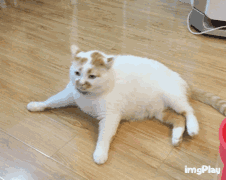  这只猫叫什么名字,有人知道吗谢谢