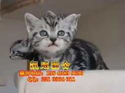  东莞哪里有卖美国短毛猫纯种美国虎斑短毛猫一只多少钱
