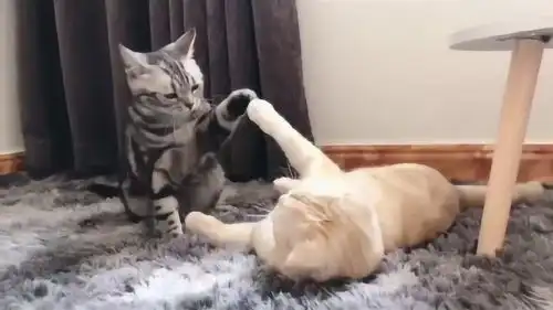  花猫太皮了,一直去欺负小橘,最后怎么就停下来了呢