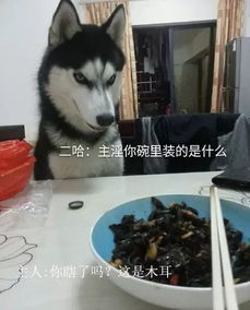  想必这主人和二哈有的一拼