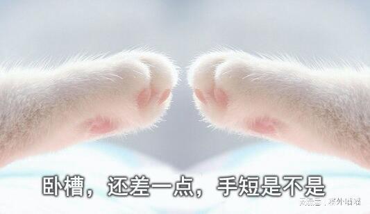  去掉猫爪不是防治猫抓挠的办法好方法送给你