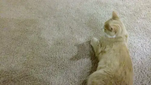  两只猫咪看到了什么,表情竟如此搞怪,画面简直太喜感