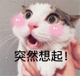  表情包你们又在谈论我的帅气,想吃小嗨